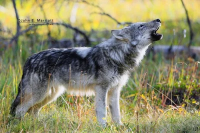 Warwick - #dobranoc #wilk #zwierzaczki #fotografia