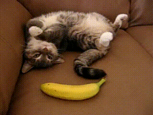 Shivaa - #banan #kot ##!$%@?