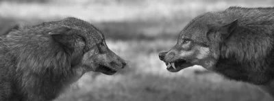 LiSzajFuj - To ja wstawię moją własną fotografię pokazującą dwa obicza wilka.