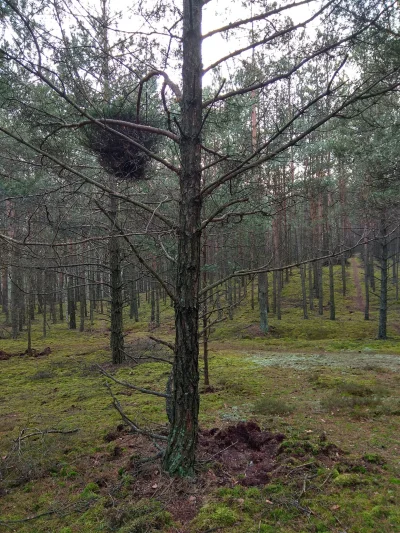 Wonszniedorzeczny - Czemu czasem w lesie robią się takie pojedyncze bardzo bujne gałę...