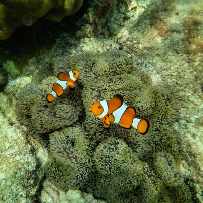 czesu - Perhentian Islands bywają naszywane rajem na ziemi. Ja nie byłbym taki szybki...