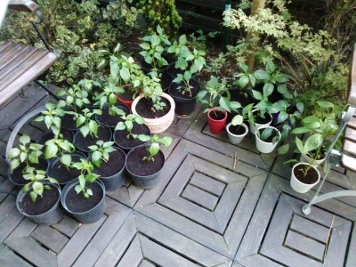 Wypok_spoko - Mój ogródek się rozrasta w górę i w szerz! cayenne, pepperoni, anaheim ...