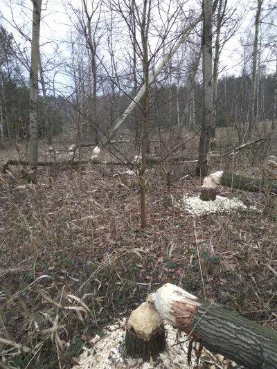 Marcinnx - ostatnio mamy w okolicy "lekki" problem z bobrami ( ͡° ʖ̯ ͡°)
sporo drzew...