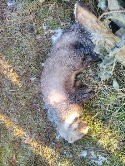 edekzfabryki - > A co kryje się pod dachem twojego domu?
Takie coś mi z dachu spadło...