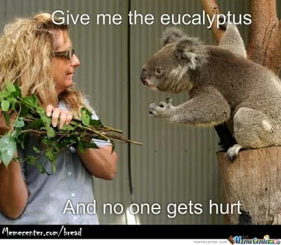 k.....v - #Ogrodnictwo #eukaliptus 

Sądzę eukaliptusa,, jak urośnie będzie miało do ...