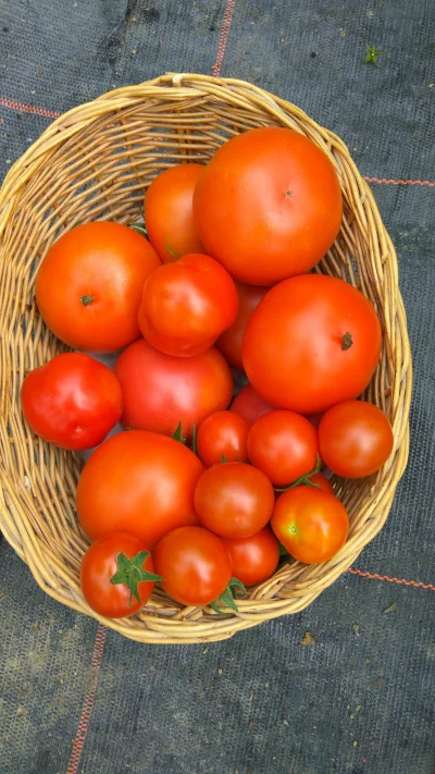 potatowitheyes - #ogrodnictwo #pomidory
Poranne zbiory