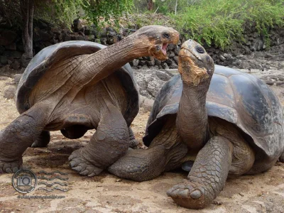 dr_gorasul - Zapasy żółwi z Galapagos były bardziej ekscytujące niż walka kilkutonowy...