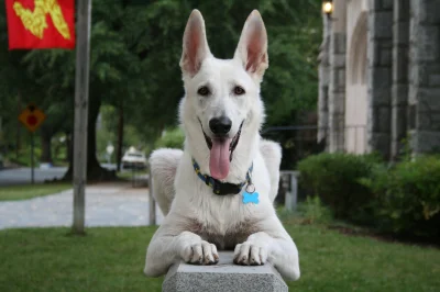 pawel-krzych - Hello this is dog! Poleciała szósta prasówka mailowa z bonusami. 
Moż...