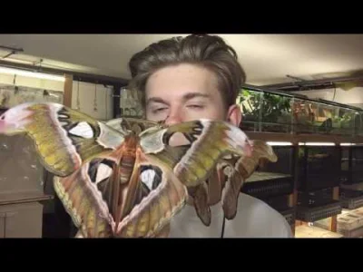 starnak - Giant moths from Philippines