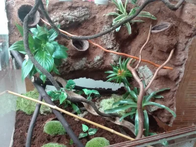 Inurri - #chwalesie #terrarystyka #terrarium

Po raz pierwszy w życiu zrobiłam wyst...
