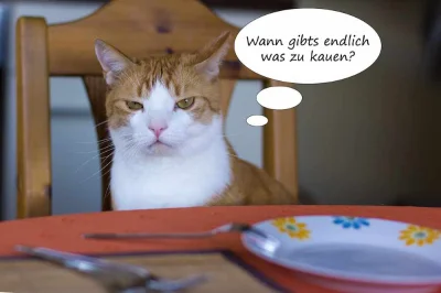 u.....r - Wir sprechen mit einer Katze. ʕ•ᴥ•ʔ

#niemieckizwykopem