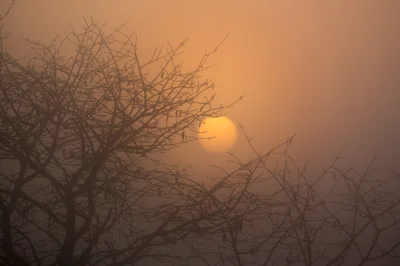 Fafrocel - #fotografia #bieszczady
Słońce w mglisty poranek.