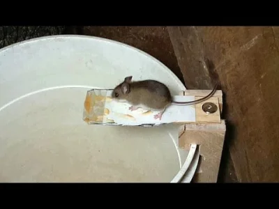 n.....d - Humanitarna pulapka na myszy ( ͡° ͜ʖ ͡°)
#ciekawostki #myszy #pulapka