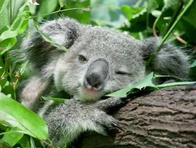 Najzajebistszy - Nawet koala wie, że poniedziałki są do bani. ʕ•ᴥ•ʔ

#koala #koalowab...