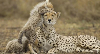 PalNick - Ciekawostka: większość samic geparda przeżywa całe życie bez wychowania ani...