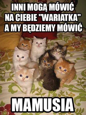 Aerials - #heheszki #bekazrozowychpaskow #koty