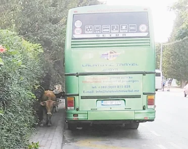 guestviewonlypl - > pchają się do tego autobusu jak jakieś krowy...
#wtf #spamobrazk...