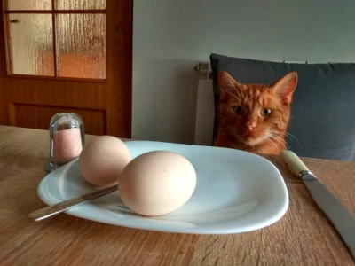 lukaschels - To co dziś na śniadanie?
#koty