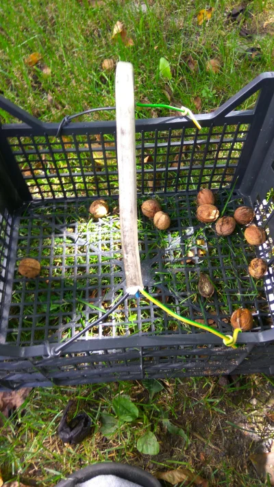 potatowitheyes - #ogrodnictwo #orzechy
Zbieram sobie orzechy, naleciało ich trochę w ...