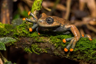 likk - zamiast powitania słów #porannaporcja Hyloscirtus lindaeów

Hyloscirtus lind...