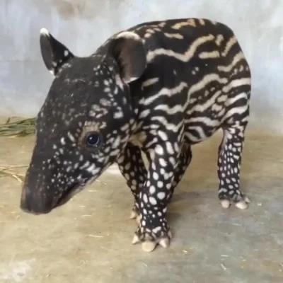 likk - #zwierzaczkowegify zaczynamy tapirkiem 

#gif #zwierzaczki #zwierzeta