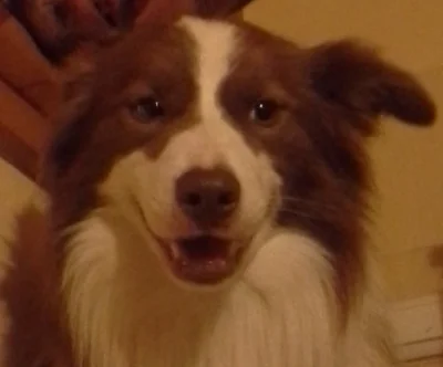 K.....a - #bordercollie 
#smiesznypiesek