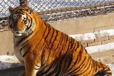 n_ino - Stan umysłu: Chińczyk i upasanie tygrysów w ogrodzie zoologicznym do takich r...