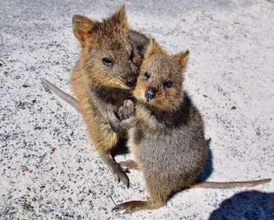 aloszkaniechbedzie - #quokkanadzis #quokka #zwieczaczki 
:(((