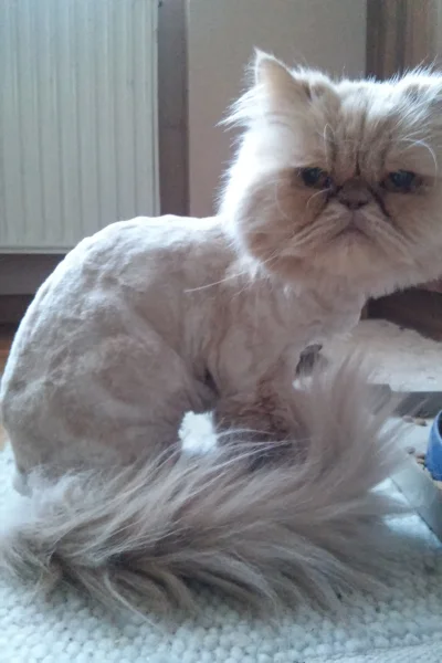 Polia - Przepraszam cię kitku, fryzjer to był zły pomysł.
#pokazkota #koty