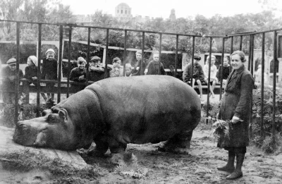 myrmekochoria - Hipopotam Bella w zoo w Leningradzie. Bella przeżyła tylko dzięki opi...