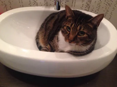 outofspace_ - Burki już gotowy na poranną toaletę. #koty #kot