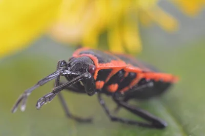 devzero - #chwalesie #macro #fotografia 

SPOILER