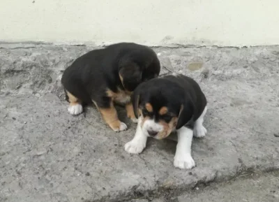 Kejesen - Myślicie, że to oryginalne Beagle? Ile takie psy, nieszczególnie z rodowode...