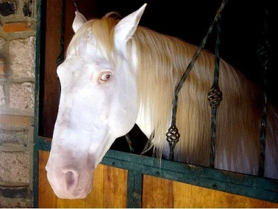 XLenkaX - W przypadku konia albionos wygląda tak: