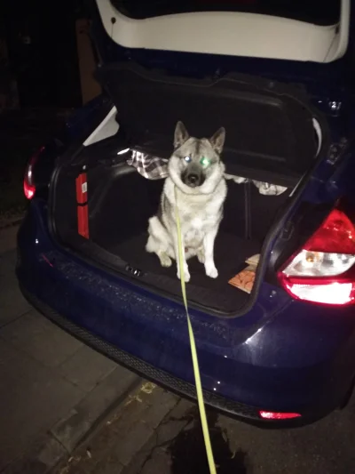 Aschalin - Mirki i Mirabelki, czy ktoś z was posiada w samochodzie klatkę dla psa Var...
