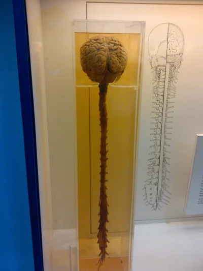 sukisuki - Mózg na golasa.

.british science museum

#czesciciala #biologia