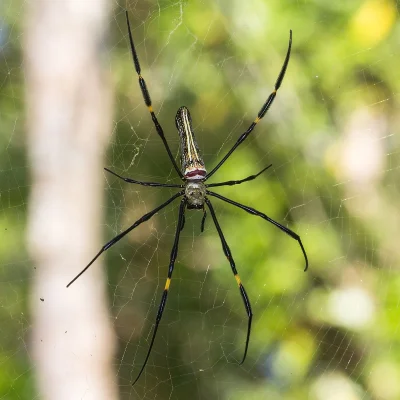DuchBieluch - Prządka olbrzymia (nephila pilipes) – gatunek pająka z rodziny prządkow...