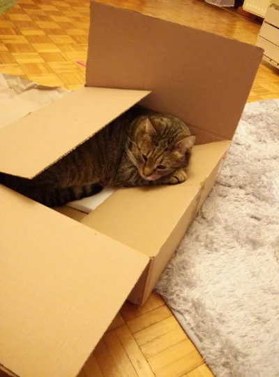 biuna - #kotybiuny #pokazkota #koty
Dzięki ci człowiek, że kupujesz mi tyle pudełek ...