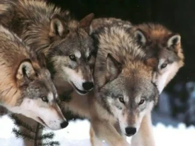 d.....s - Nightbreed - Pack of wolves



Genialny wałek - stary ale jary ;-
``
)
``
 ...