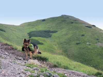 teleimpact - #aza #pies #gory #fotografia 

Aza, przed szczytem Małego Krywania - Mal...