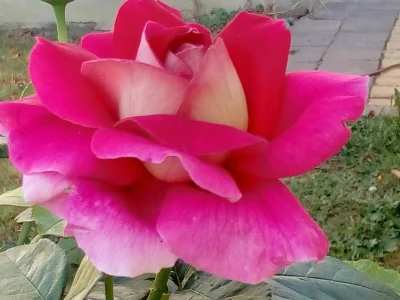 laaalaaa - Róża 75/100
#mojeroze #ogrodnictwo #chwalesie #mojezdjecie