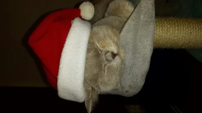 Kebren - Mirki i Mirabelki Wesołych Świąt z rodziną i zwierzętami (✌ ﾟ ∀ ﾟ)☞ Zdrowia,...