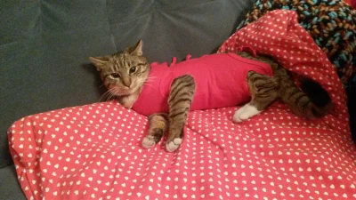 K.....9 - Mój koteł miał sterylizacje i teraz chodzi w sukience, dajcie jej plusa na ...