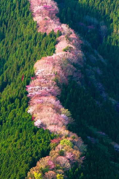 j.....n - #earthporn #japonia

wiśniowe drzewa w Nara (nie żegnam się, chodzi o mia...