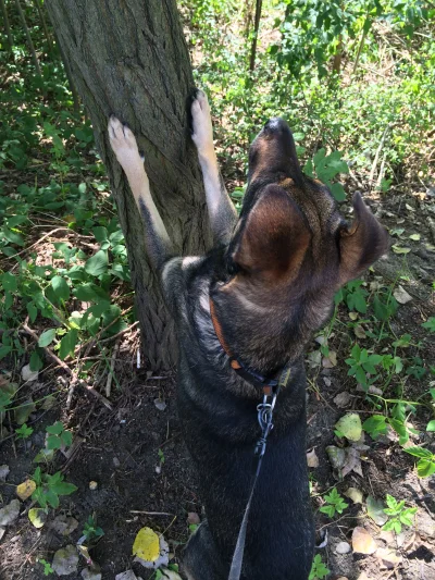 Danielkrk - Szarik zobaczył wiewiórkę na drzewie :D #heheszki #pokazpsa #zwierzaczki ...