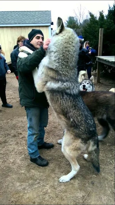 ZajebbcieTrudnyNick - Ktoś chyba pierwszy raz zauważył jakie wilki są duże. Uświadomi...