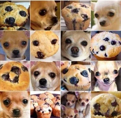 wiczka - Pies czy muffin? ( ͡° ͜ʖ ͡°) 

#heheszki #smiesznypiesek