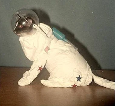 OrestesGaolin - #skafandry #koty

Czuję się dumny z tagu.