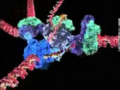 bioslawek - Replikacja DNA

Filmik Replikacja DNA Polski lektor

https://www.yout...