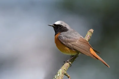 angelosodano - Pleszka zwyczajna (Phoenicurus phoenicurus)_
#vaticanouccello #ornito...